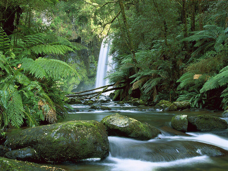 Waterfall in Forest — Green, Serene, Photograph, River, Rocks, Ferns, Brown