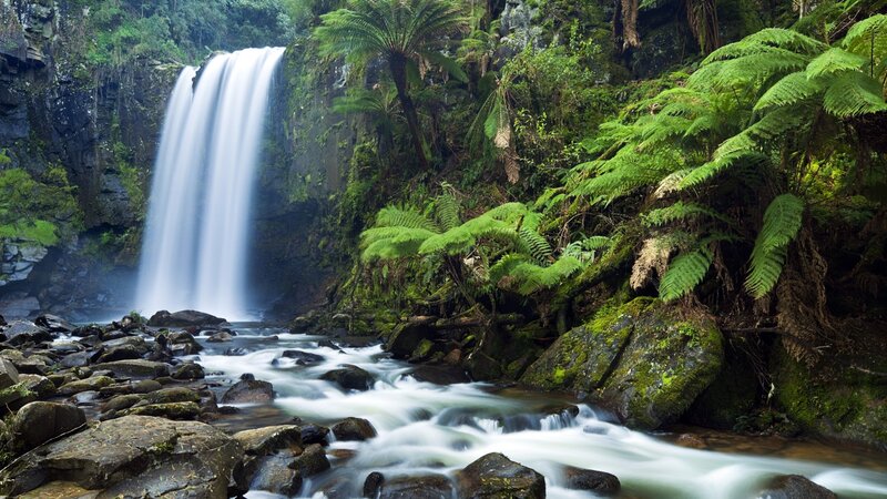 Waterfall in Forest — Green, Serene, Photograph, River, Rocks, Ferns, White