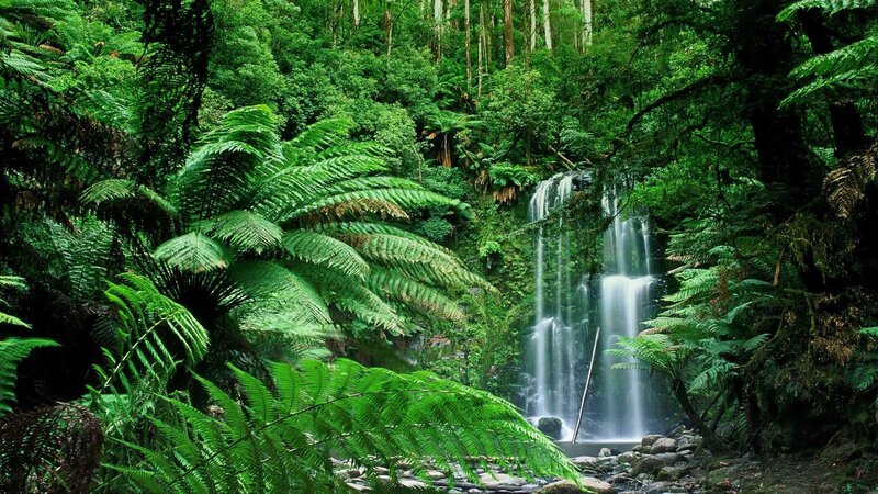 Waterfall in Forest — Green, Serene, Photograph, Trees, Ferns, Rocks, White