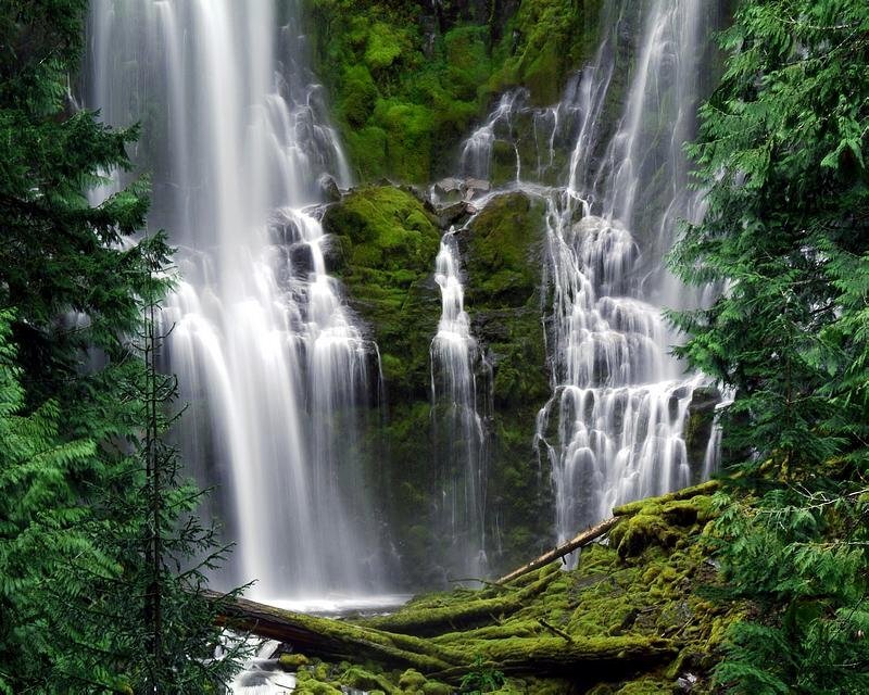 Waterfall in Forest — Green, Serene, Photograph, Trees, Moss, Rocks, Log