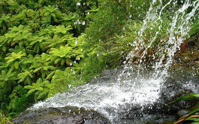 Waterfall in Forest — Green, Serene, Photograph, Trees, Rocks, Plants