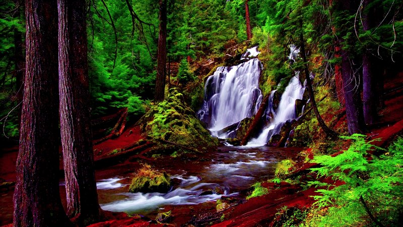 Waterfall in Forest — Green, Serene, Photograph, Trees, Stream