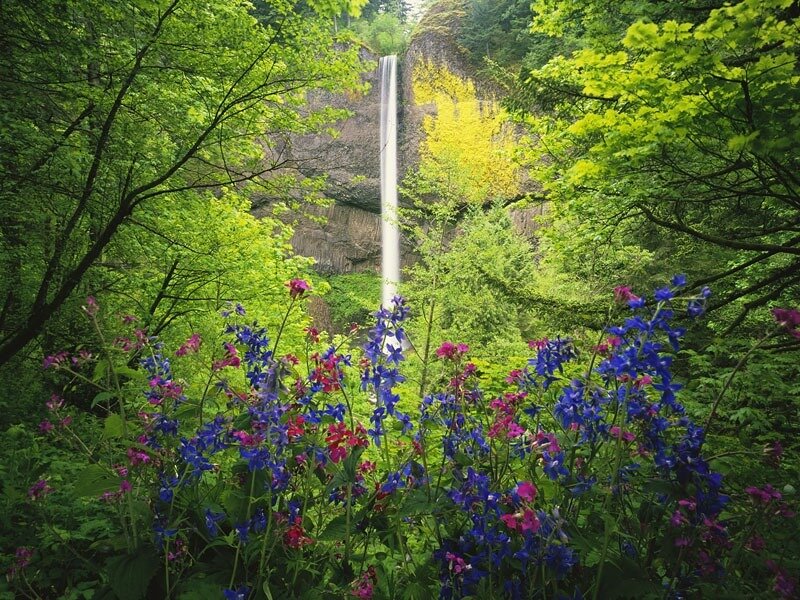Waterfall in Forest — Green, Serene, Spring, Photograph, Flowers
