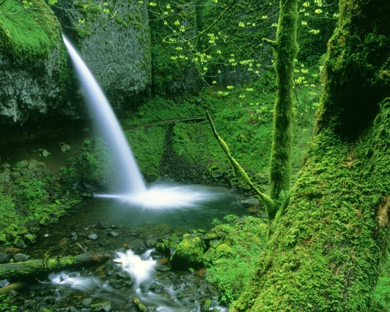 Waterfall in Forest — Green, Serene, Spring, Photograph, Moss, Trees, Rocks