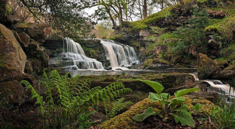 Waterfall in Forest — Green, Serene, Spring, Photograph, Rocks, Trees, Ferns, Brown, White