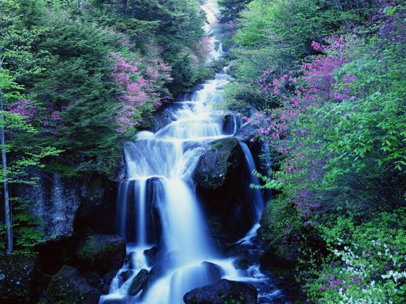 Waterfall in Forest — Green, Serene, Spring, Photograph, Trees, Flowers