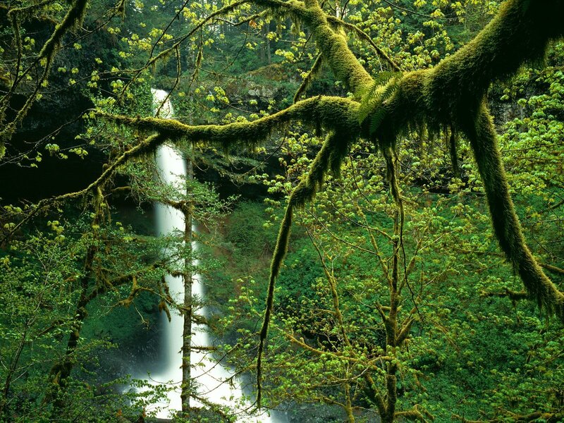 Waterfall in Forest — Green, Serene, Spring, Photograph, Trees, Moss, Canyon