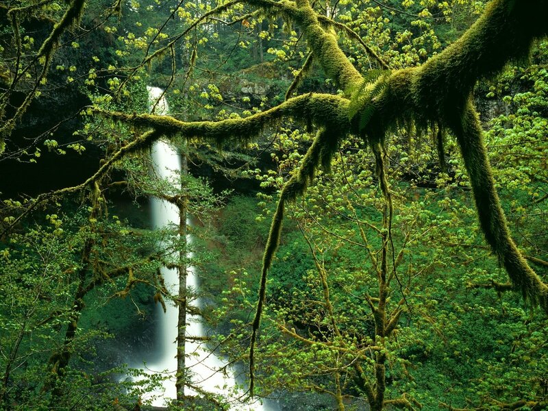 Waterfall in Forest — Green, Serene, Spring, Photograph, Trees, Moss, Water