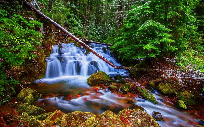 Waterfall in Forest — Green, Serene, Winter, Photograph, Trees, Rocks, Fallen Log