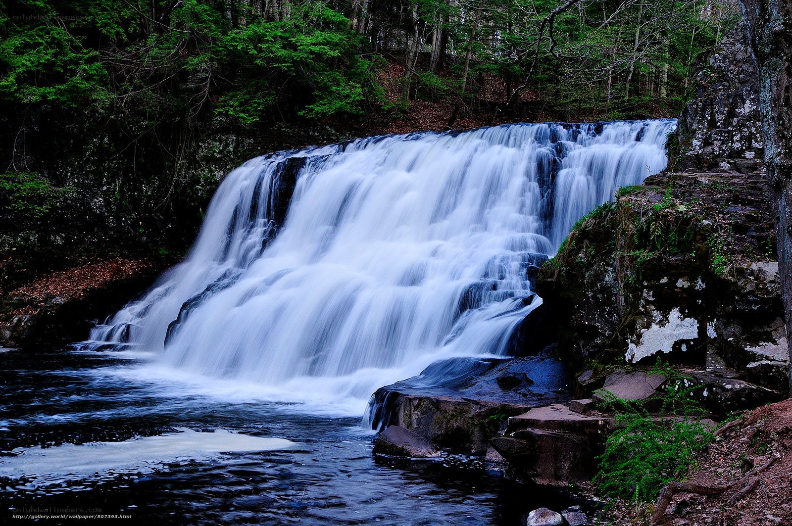 Waterfall in forest landscape