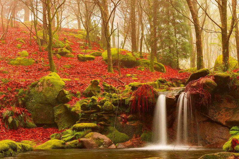 Waterfall in Forest — Red, Serene, Autumn, Photograph, Trees