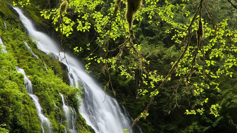 Waterfall in Forest — Serene, Leaves