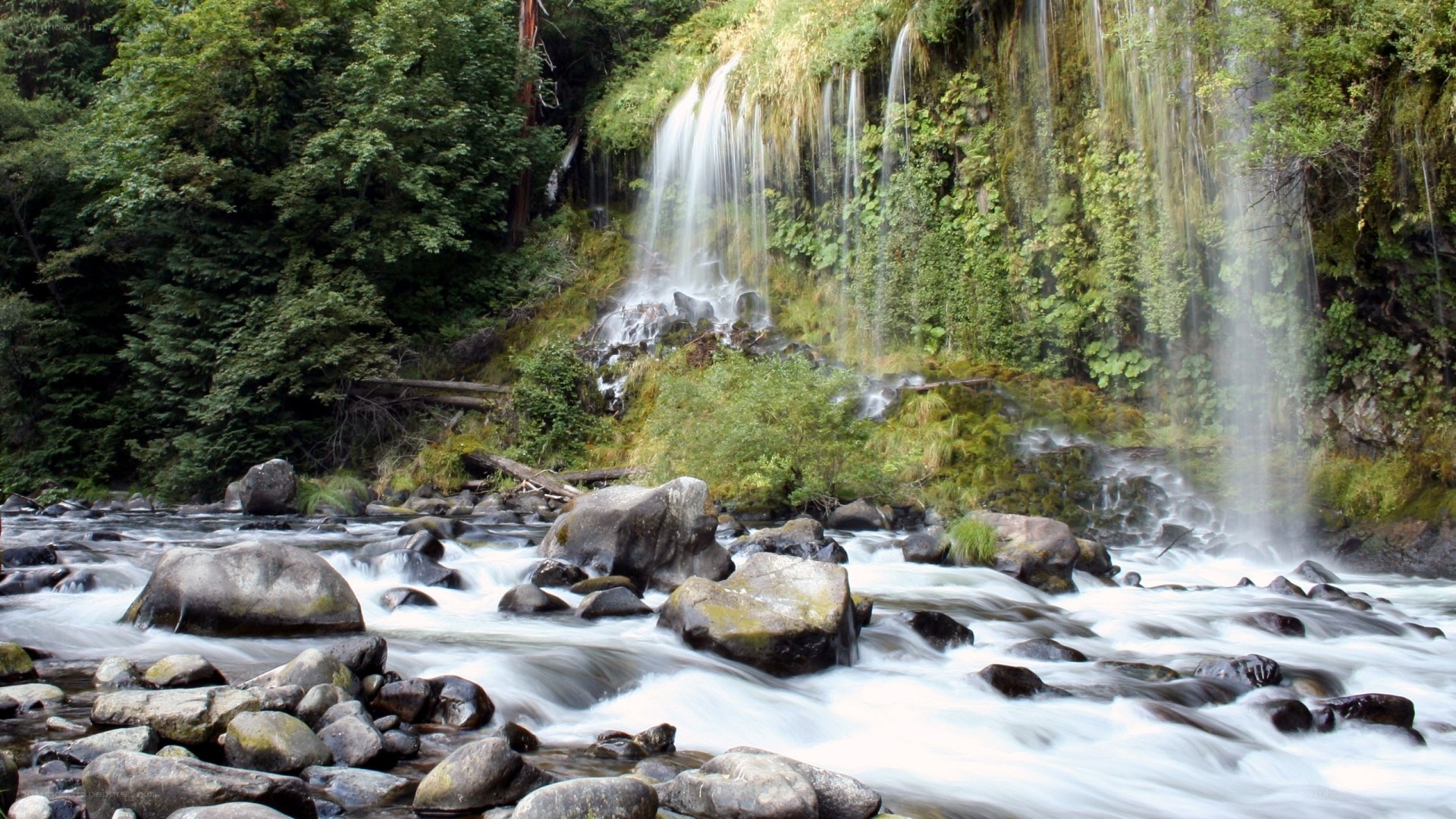 Waterfall in forest stream
