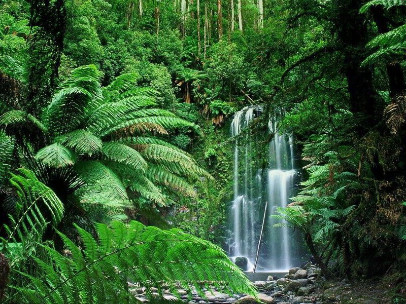 Waterfall in Forest — Trees, Ferns