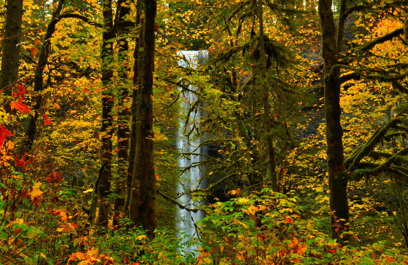 Waterfall in Forest — Yellow, Serene, Autumn, Photograph, Trees, Leaves