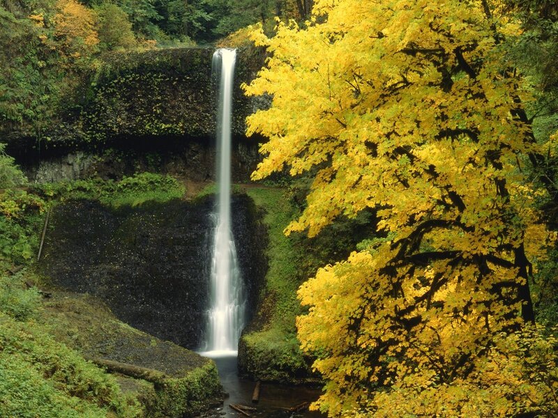 Waterfall in Forest — Yellow, Serene, Autumn, Photograph, Trees, River, Cliff, Green, White