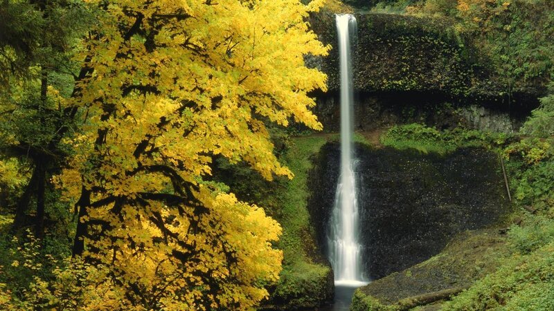 Waterfall in Forest — Yellow