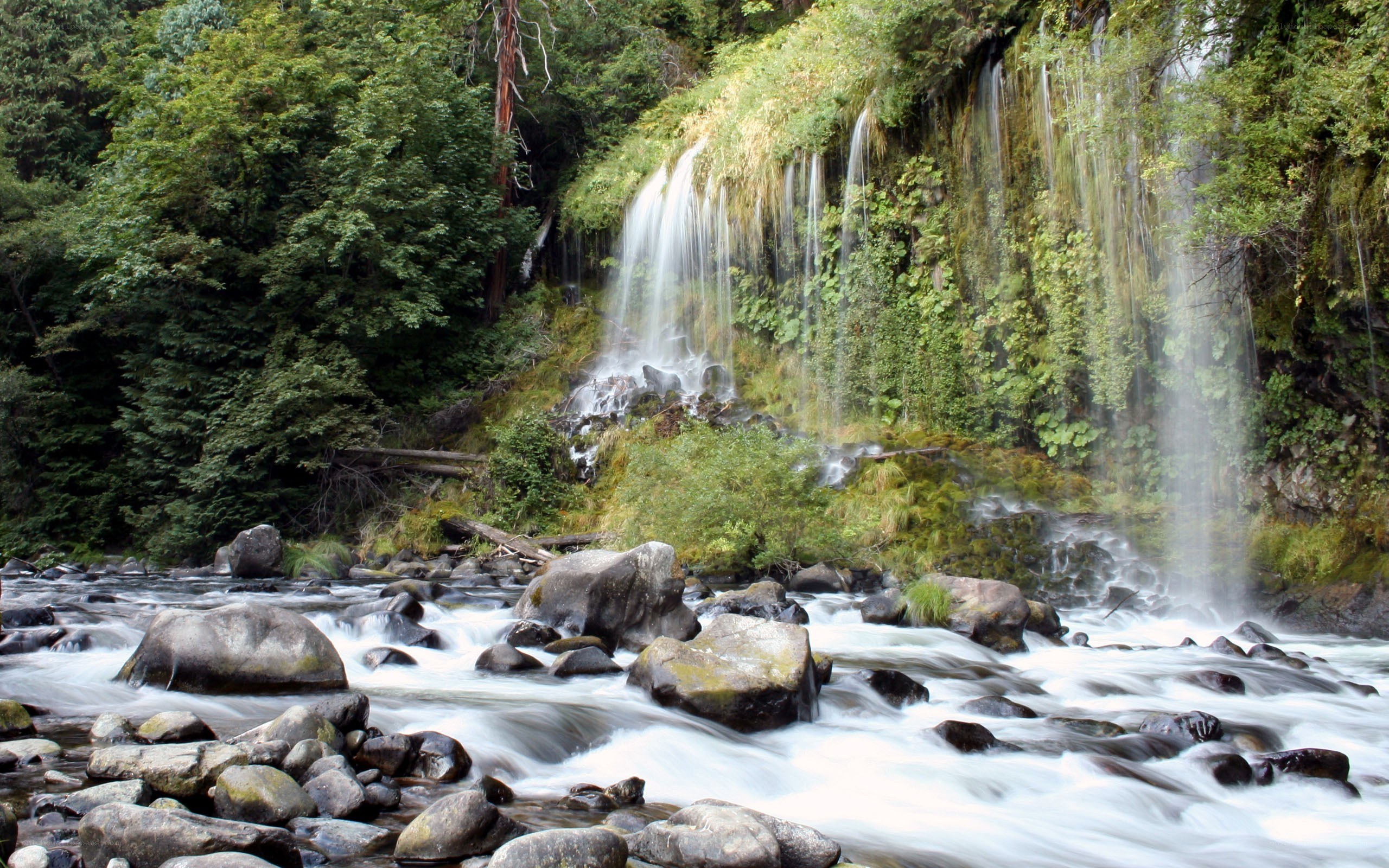 Waterfall in forested area