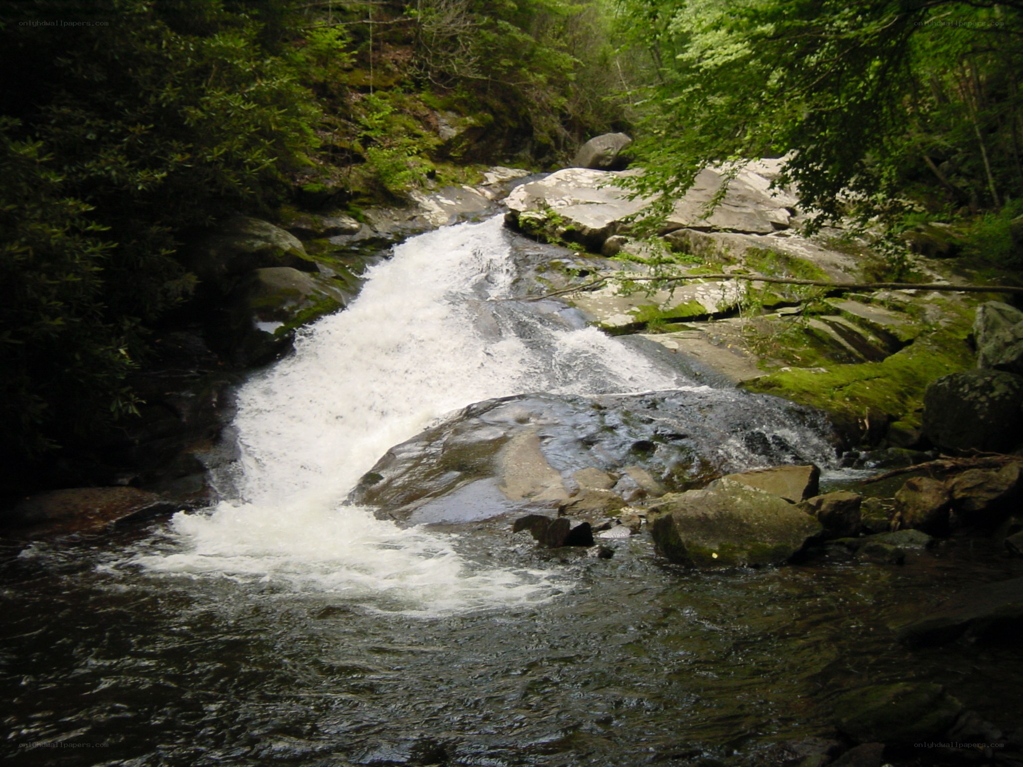 Waterfall in forested area
