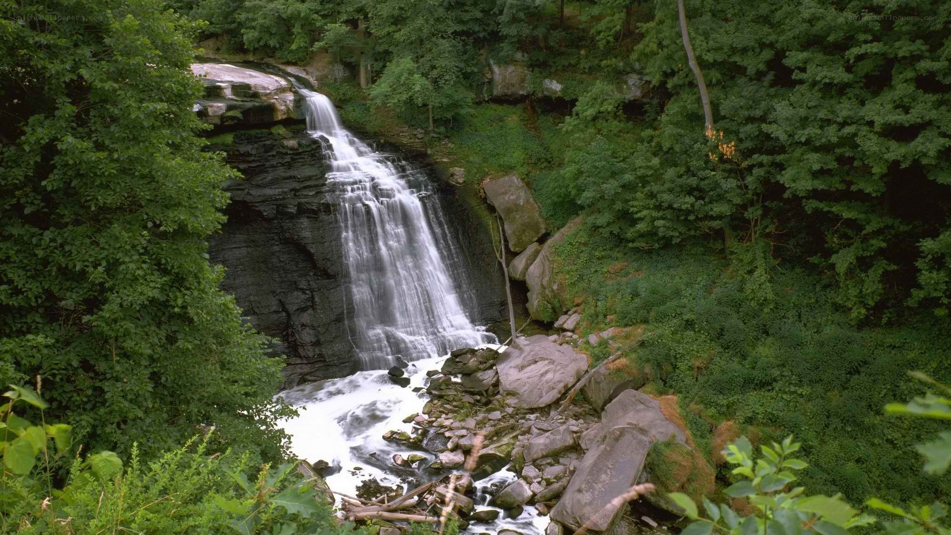 Waterfall in forested area