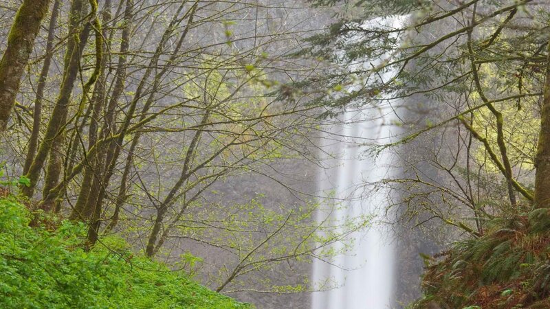 Waterfall in forested area
