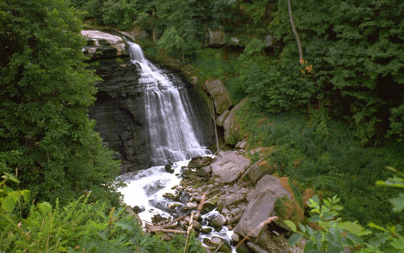 Waterfall in forested area