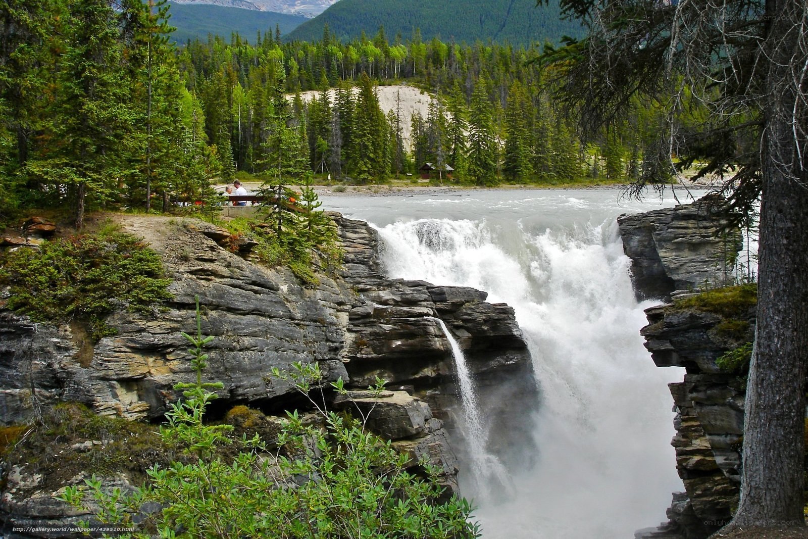 Waterfall in forested canyon