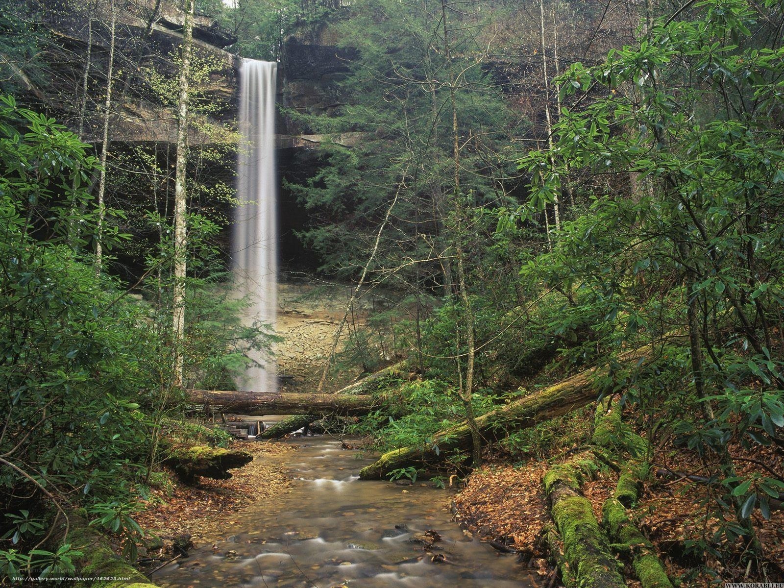 Waterfall in forested canyon
