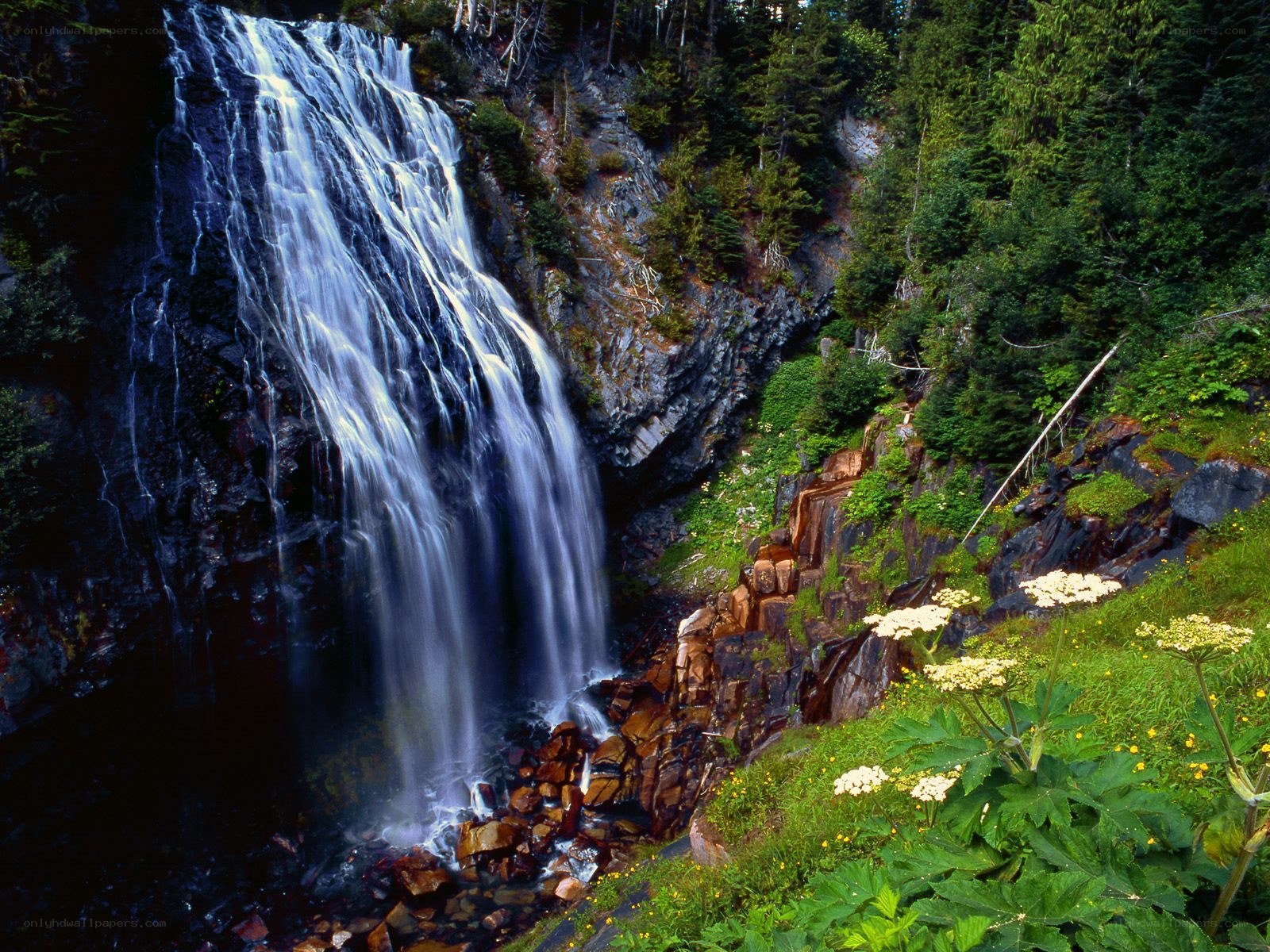 Waterfall in forested canyon