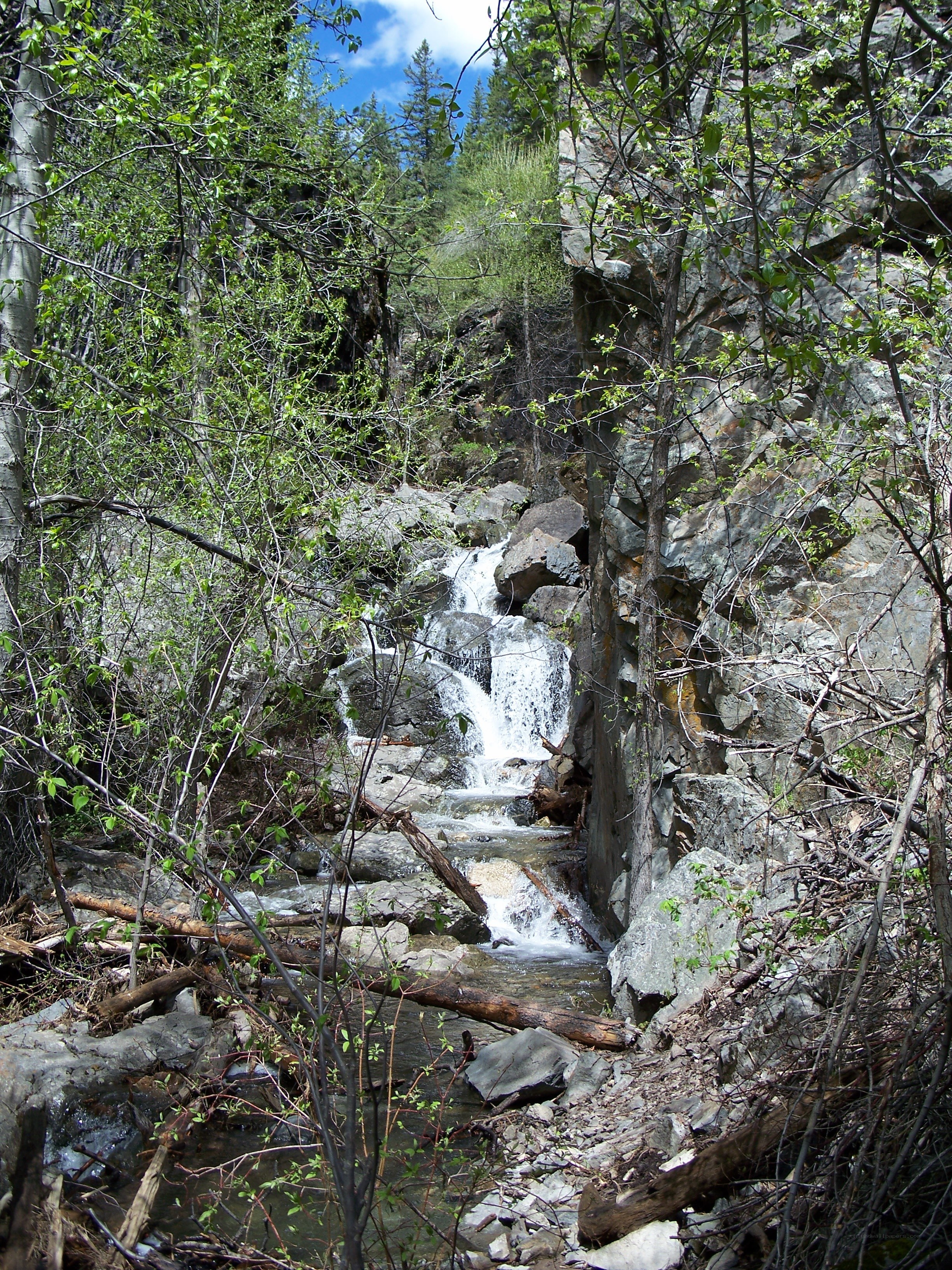 Waterfall in forested canyon