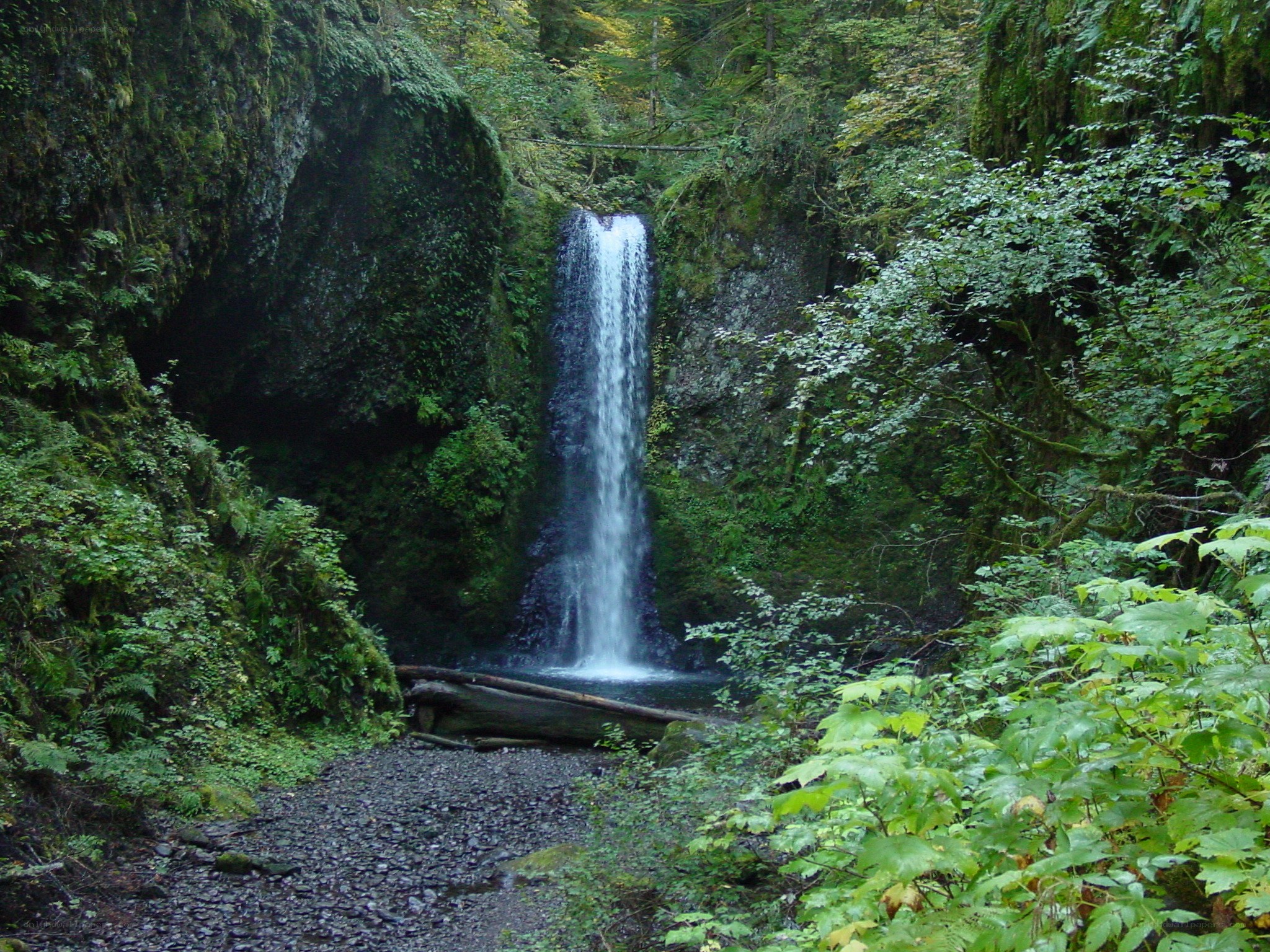 Waterfall in forested canyon