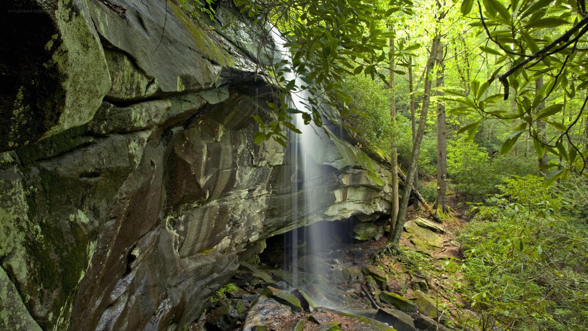Waterfall in forested canyon