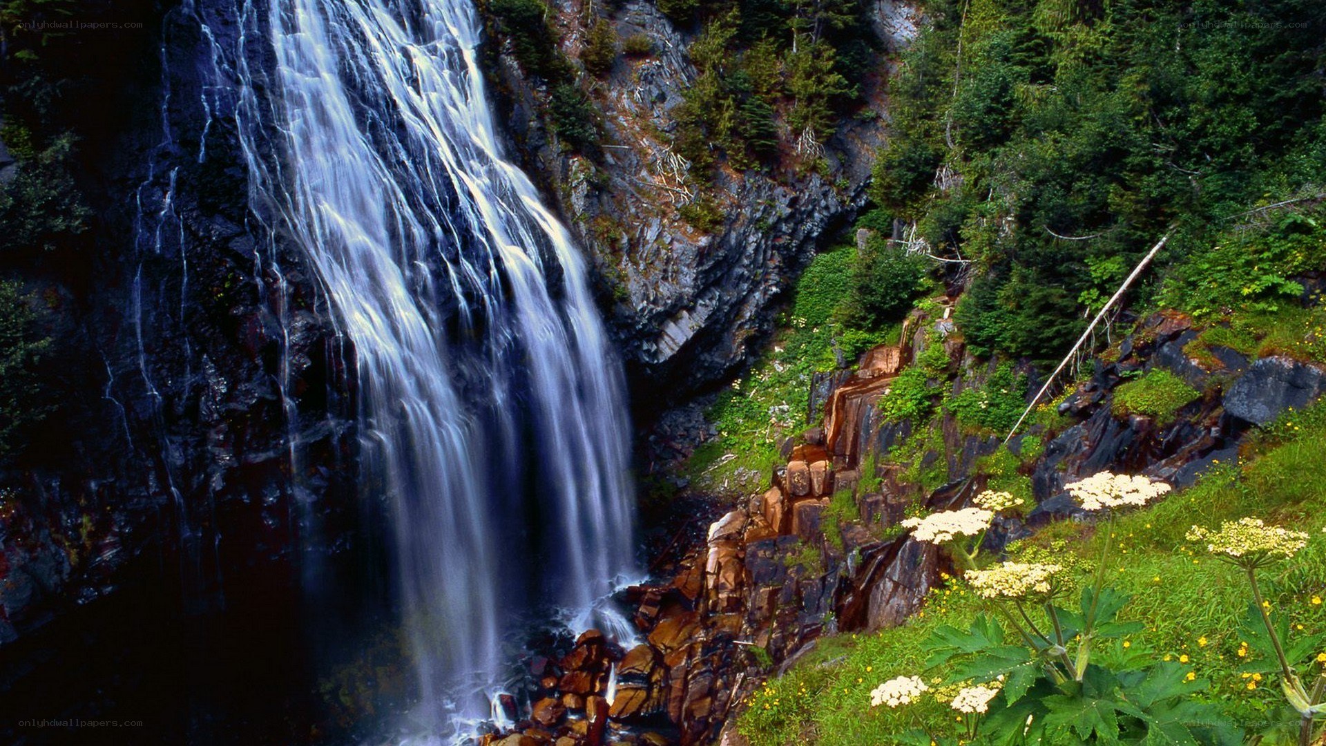 Waterfall in forested canyon
