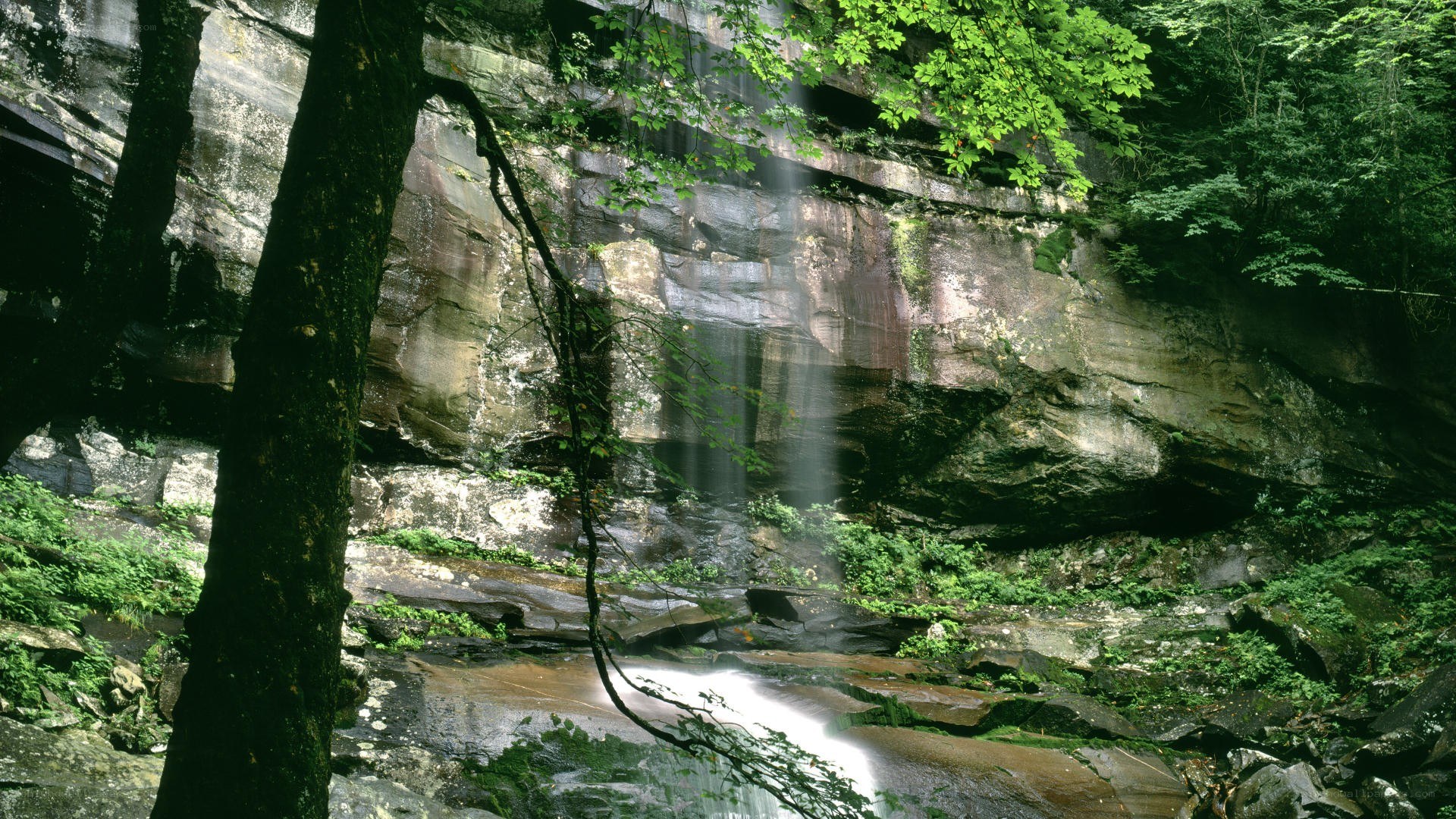Waterfall in forested canyon