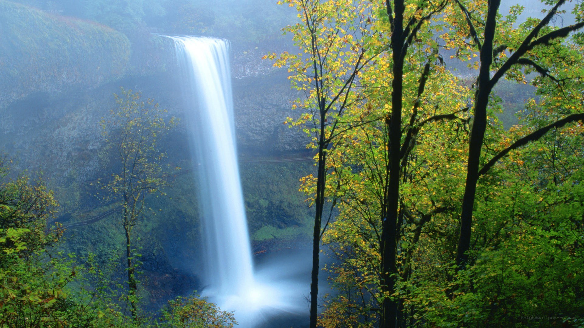 Waterfall in forested canyon