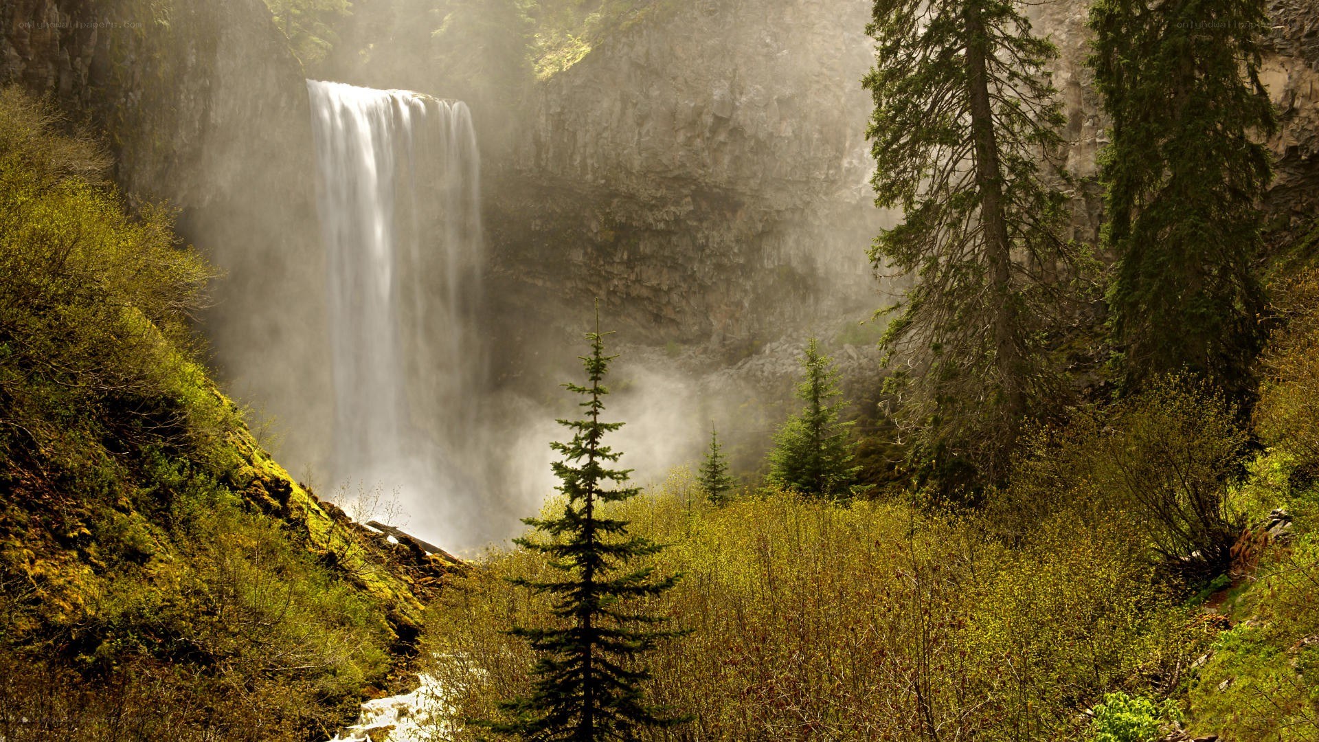 Waterfall in forested canyon