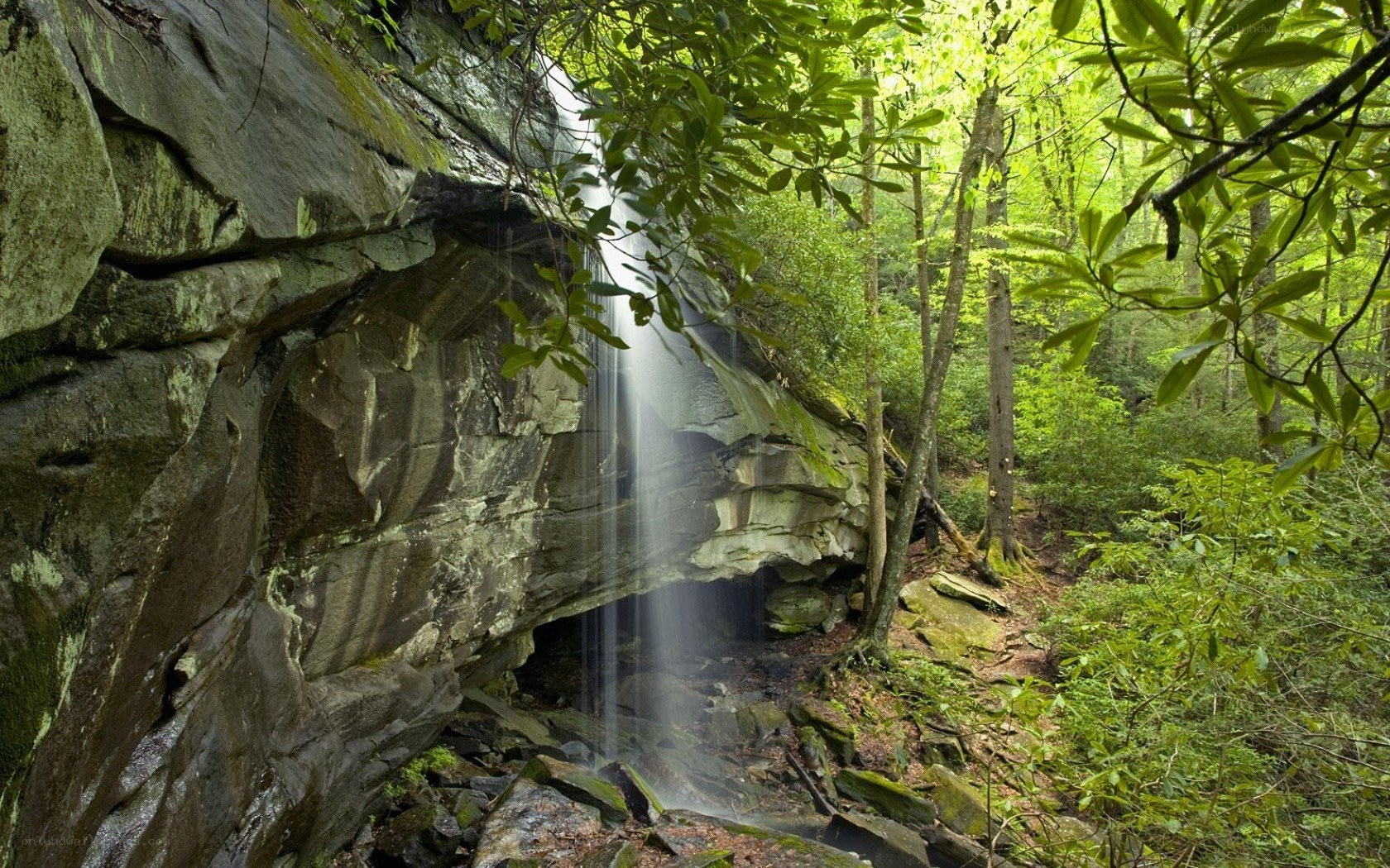 Waterfall in forested canyon
