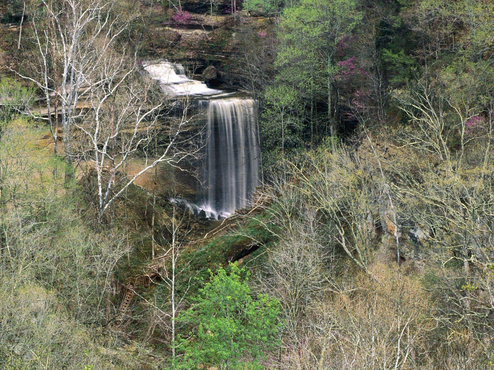 Waterfall in forested canyon