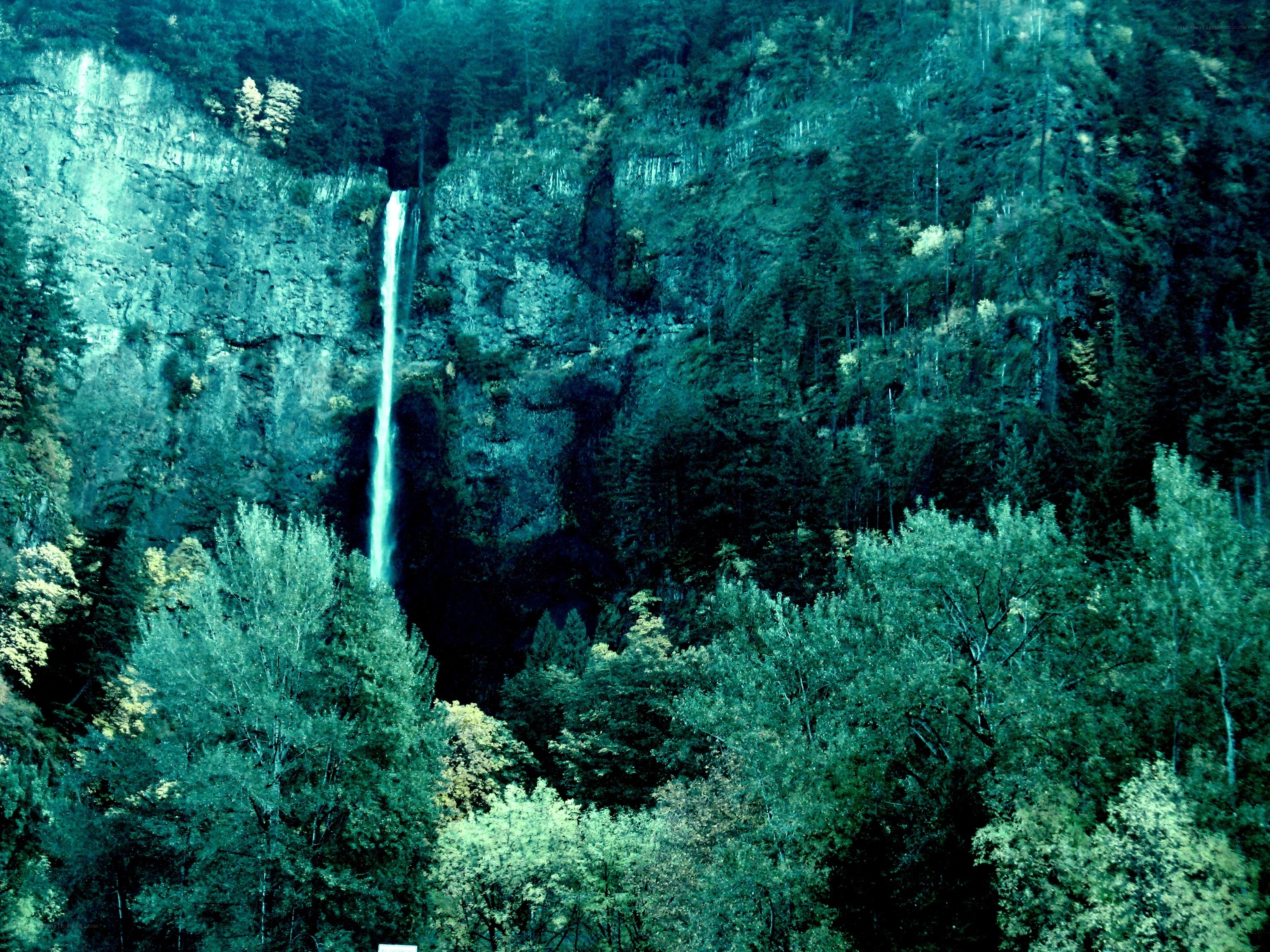 Waterfall in forested canyon