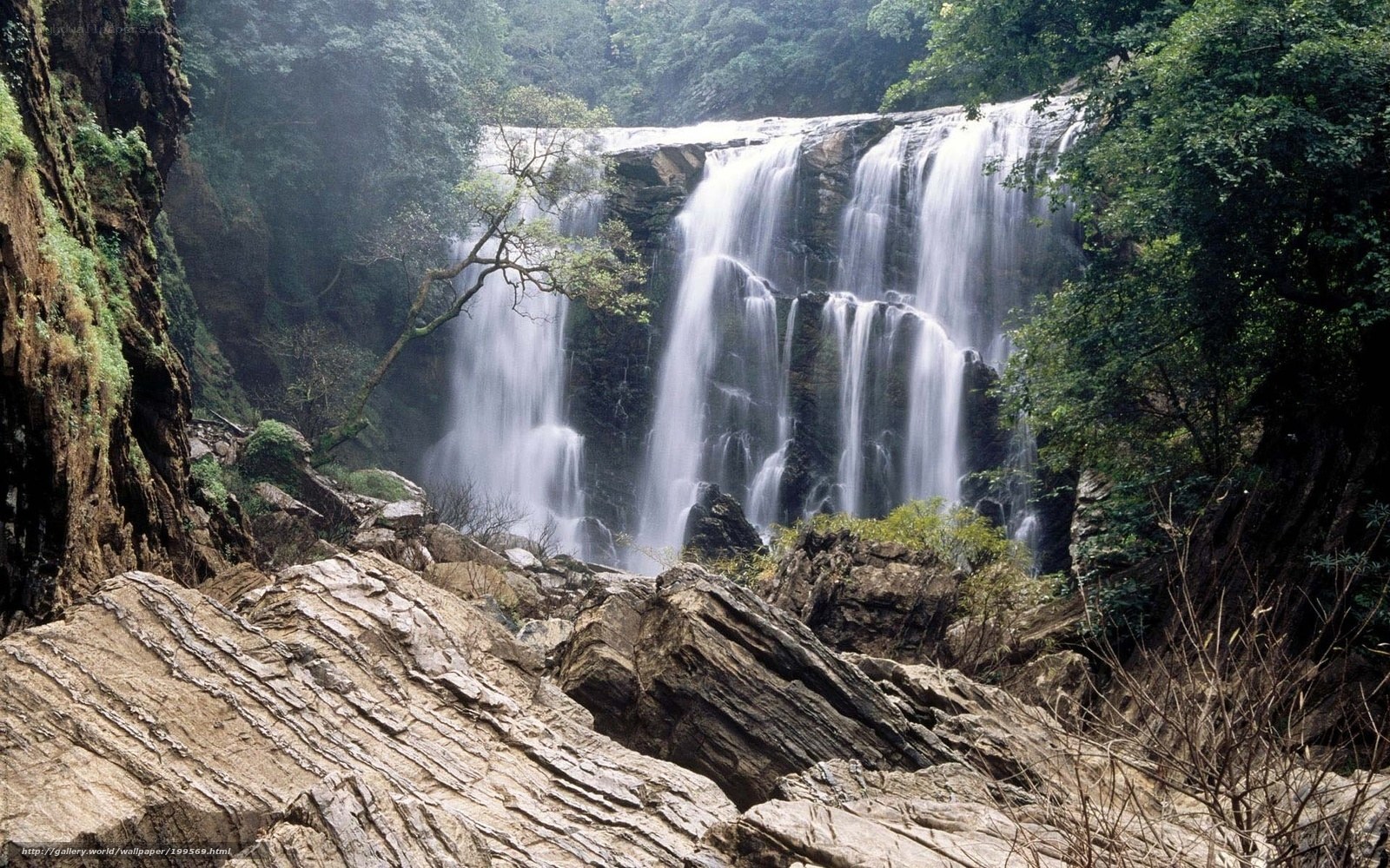 Waterfall in forested canyon
