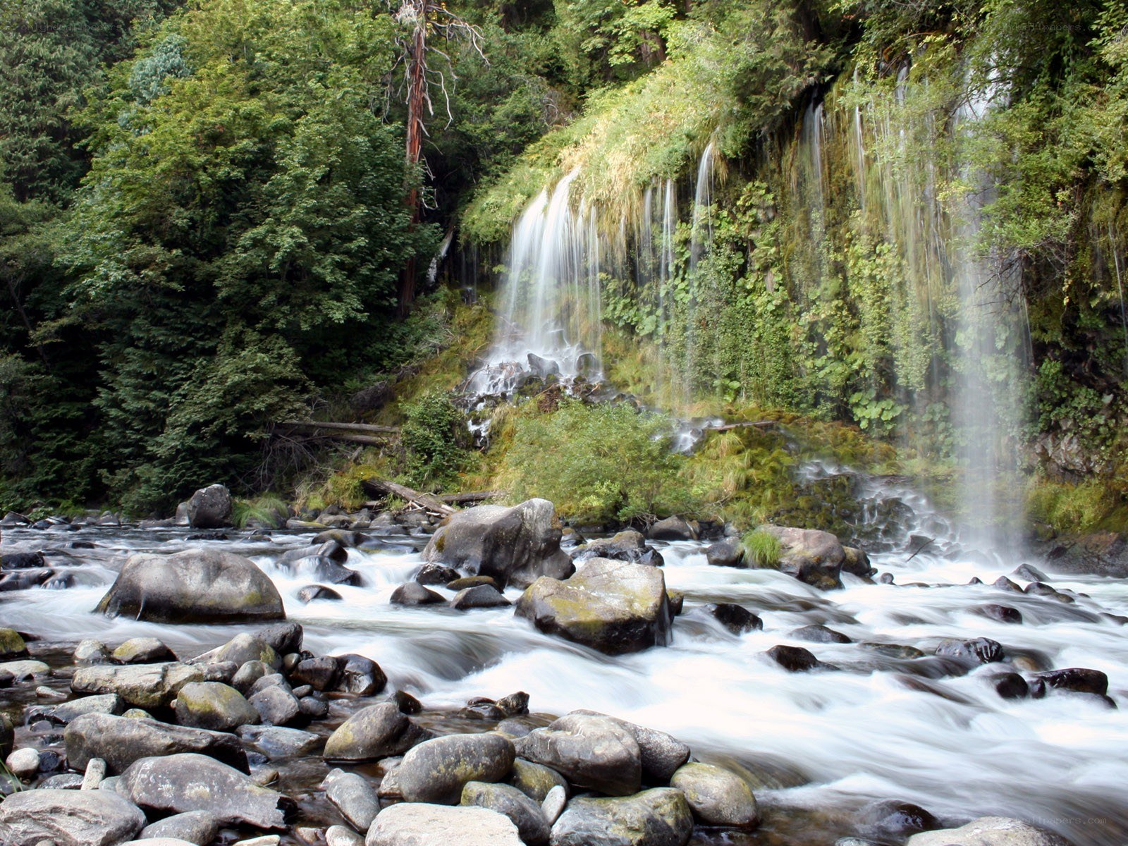 Waterfall in forested river