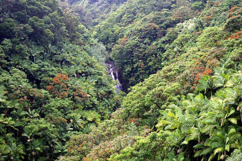 Waterfall in Jungle — Green, Lush, Afternoon