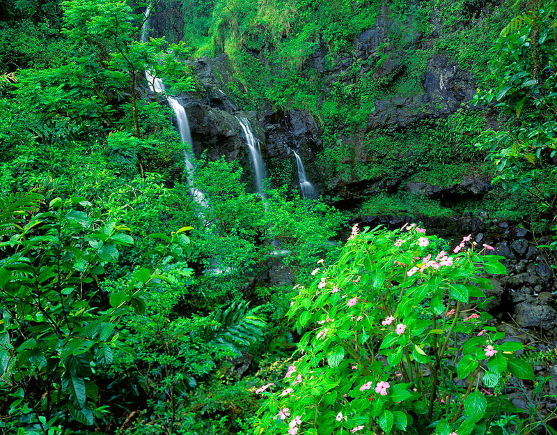Waterfall in Jungle — Green, Lush, Photograph, Trees