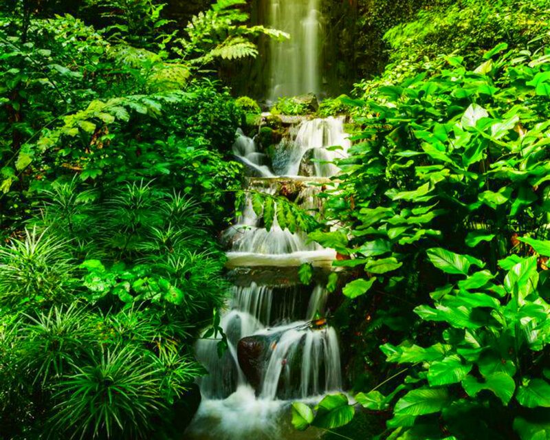 Waterfall in Jungle — Green, Serene, Afternoon, Photograph, Plants, Rocks, Stream