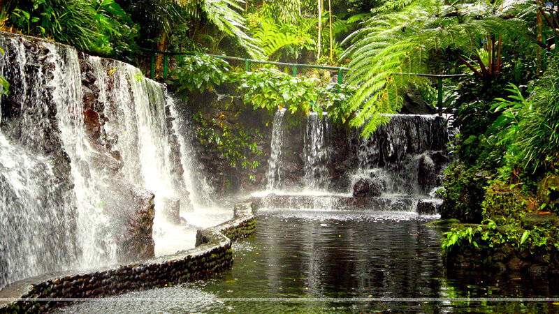Waterfall in Jungle — Green, Serene, Afternoon, Photograph, Plants