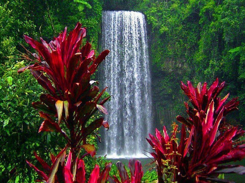 Waterfall in Jungle — Green, Serene, Afternoon, Photograph, Plants, Trees