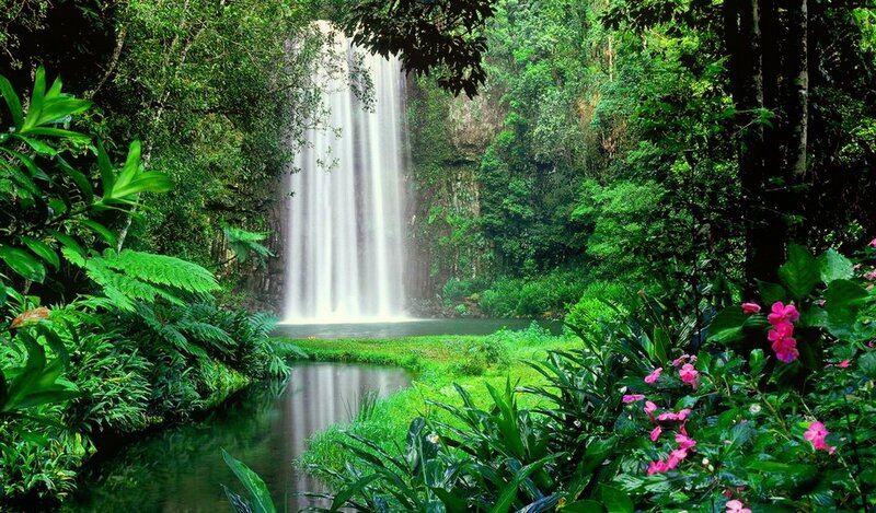 Waterfall in Jungle — Green, Serene, Afternoon, Photograph, River, Flowers