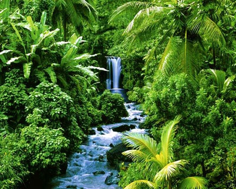 Waterfall in Jungle — Green, Serene, Afternoon