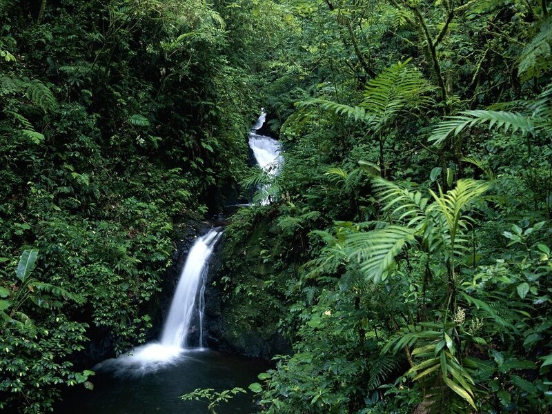 Waterfall in Jungle — Green, Serene, Photograph, River, Trees
