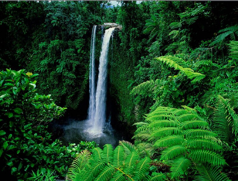 Waterfall in Jungle — Green, Serene, Photograph, Trees, Ferns